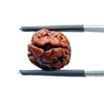 Two Face Rudraksha Nepal (16.14 mm ) SP C