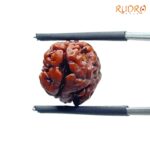 Two Face Rudraksha Nepal (16.14 mm ) SP C