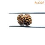 Two-Face-Rudraksha-Nepal-17.42-mm-BP-C.jpg