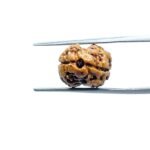 Two-Face-Rudraksha-Nepal-17.42-mm-MP-C.jpg
