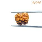 Two-Mukhi-Rudraksha-Nepal-15.90-mm-BP-C.jpg