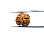 Two-Mukhi-Rudraksha-Nepal-15.90-mm-MP-C.jpg