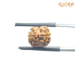 Two Mukhi Rudraksha Nepal (16.34 mm)