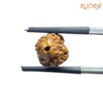 Two Mukhi Rudraksha Nepal (16.34 mm)
