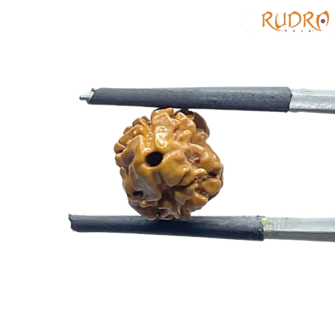 Two Mukhi Rudraksha Nepal (16.34 mm)