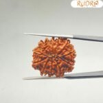 X-Ray-Certified-12-Mukhi-Rudraksha-Nepal-24.44-MM-OP-C.jpg December 30, 2024 162 KB