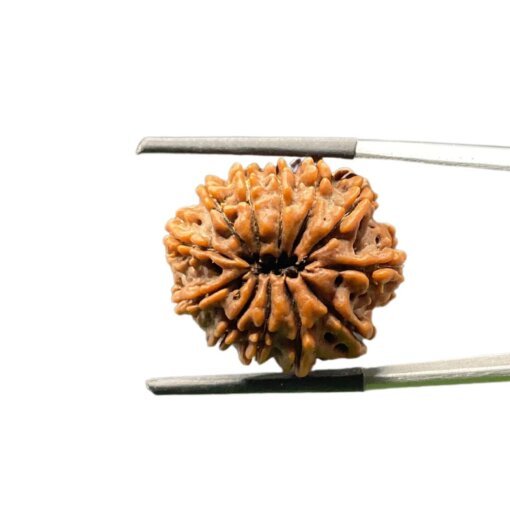 X-Ray-Certified-12-Mukhi-Rudraksha-Nepal-24.68-MM-BP-C.jpg October 11, 2024 78 KB