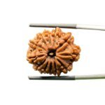 X-Ray-Certified-12-Mukhi-Rudraksha-Nepal-24.68-MM-MP-C.jpg October 11, 2024