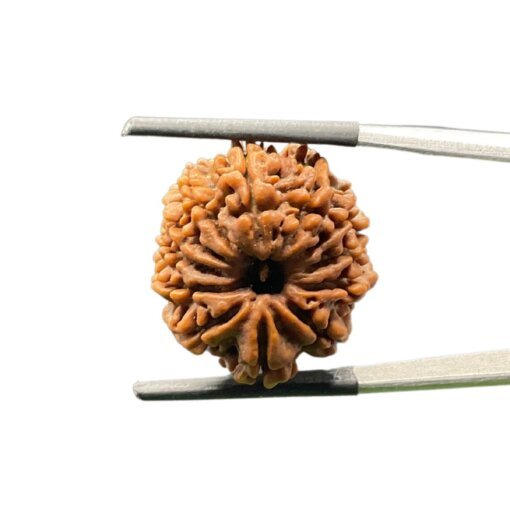 X-Ray-Certified-12-Mukhi-Rudraksha-Nepal-24.68-MM-SP-C.jpg October 11, 2024 78 KB