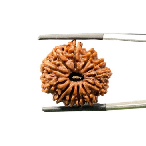 X-Ray-Certified-12-Mukhi-Rudraksha-Nepal-24.75-Mm-Mp-C.jpg October 11, 2024 82 Kb