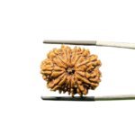 X - Ray Certified 12 Mukhi Rudraksha Nepal ( 25.10 MM )