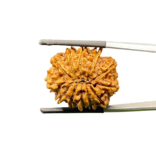 X-Ray-Certified-12-Mukhi-Rudraksha-Nepal-25.37-MM-MP-C.jpg October 12, 2024 84 KB