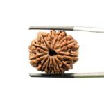 X-Ray-Certified-12-Mukhi-Rudraksha-Nepal-25.57-MM-MP-C.jpg October 11, 2024 79 KB