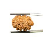 X-Ray-Certified-12-Mukhi-Rudraksha-Nepal-25.58-MM-BP-C.jpg