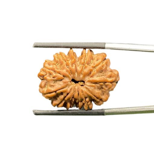 X-Ray-Certified-12-Mukhi-Rudraksha-Nepal-25.58-Mm-Mp-C.jpg October 11, 2024 78 Kb