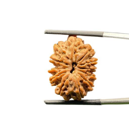 X-Ray-Certified-12-Mukhi-Rudraksha-Nepal-25.58-MM-SP-C.jpg