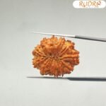 X-Ray-Certified-12-Mukhi-Rudraksha-Nepal-26.55-MM-BP-C.jpg December 30, 2024