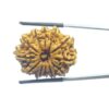 X - Ray Certified 12 Mukhi Rudraksha Nepal - ( 27.75 MM )