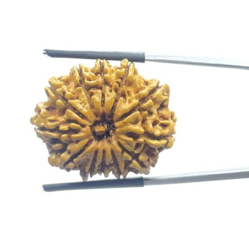 X - Ray Certified 12 Mukhi Rudraksha Nepal - ( 27.75 Mm )