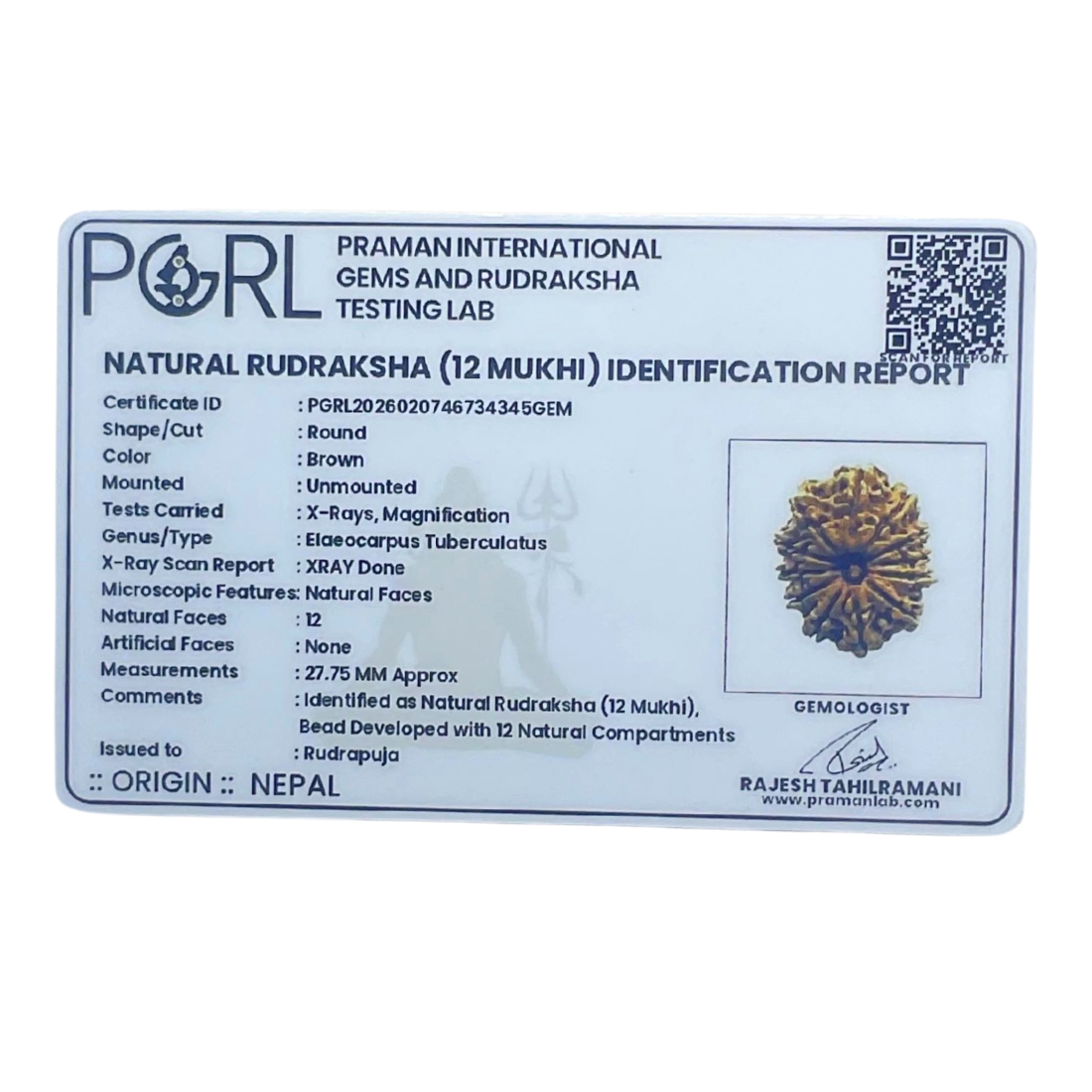 X - Ray Certified 12 Mukhi Rudraksha Nepal - ( 27.75 MM )