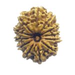 X - Ray Certified 12 Mukhi Rudraksha Nepal - ( 27.75 MM )