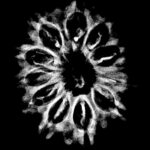 X - Ray Certified 12 Mukhi Rudraksha Nepal - ( 27.75 MM )