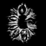 X - Ray Certified 12 Mukhi Rudraksha Nepal ( 28.69 MM )