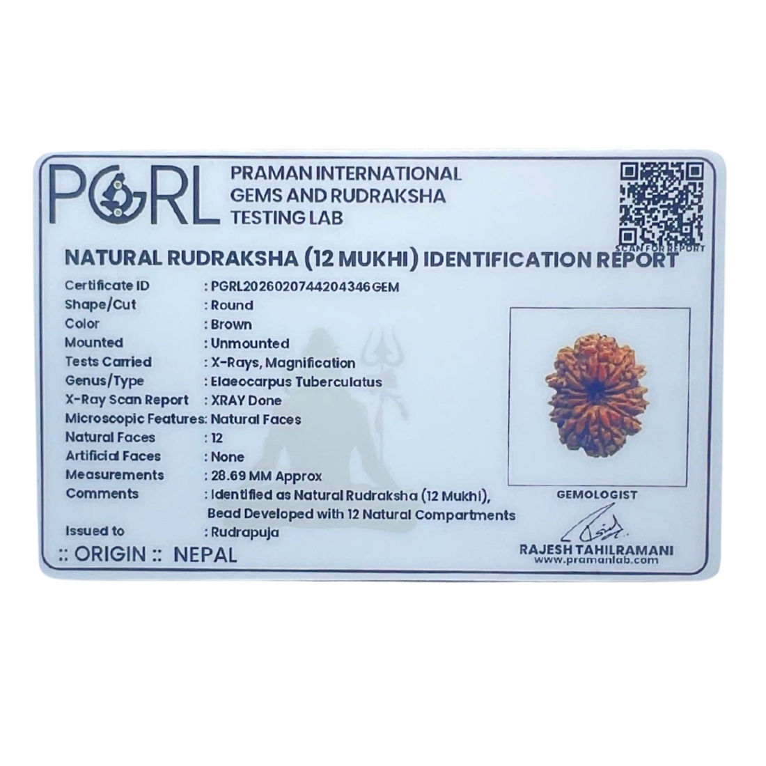 X - Ray Certified 12 Mukhi Rudraksha Nepal ( 28.69 MM )