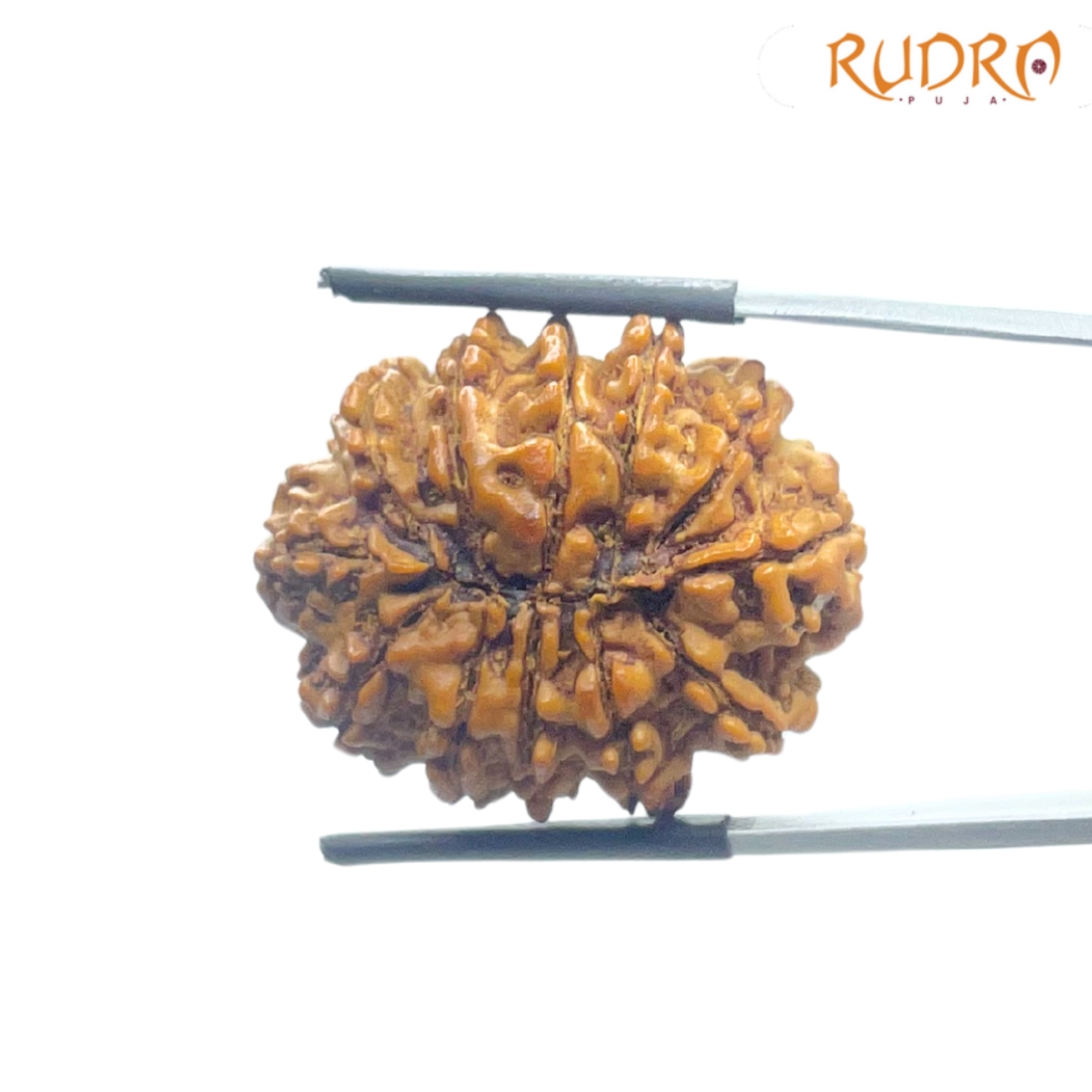 X - Ray Certified 12 Mukhi Rudraksha Nepal ( 28.69 MM )