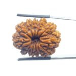 X - Ray Certified 12 Mukhi Rudraksha Nepal ( 28.69 MM )