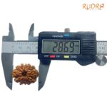 X - Ray Certified 12 Mukhi Rudraksha Nepal ( 28.69 MM )
