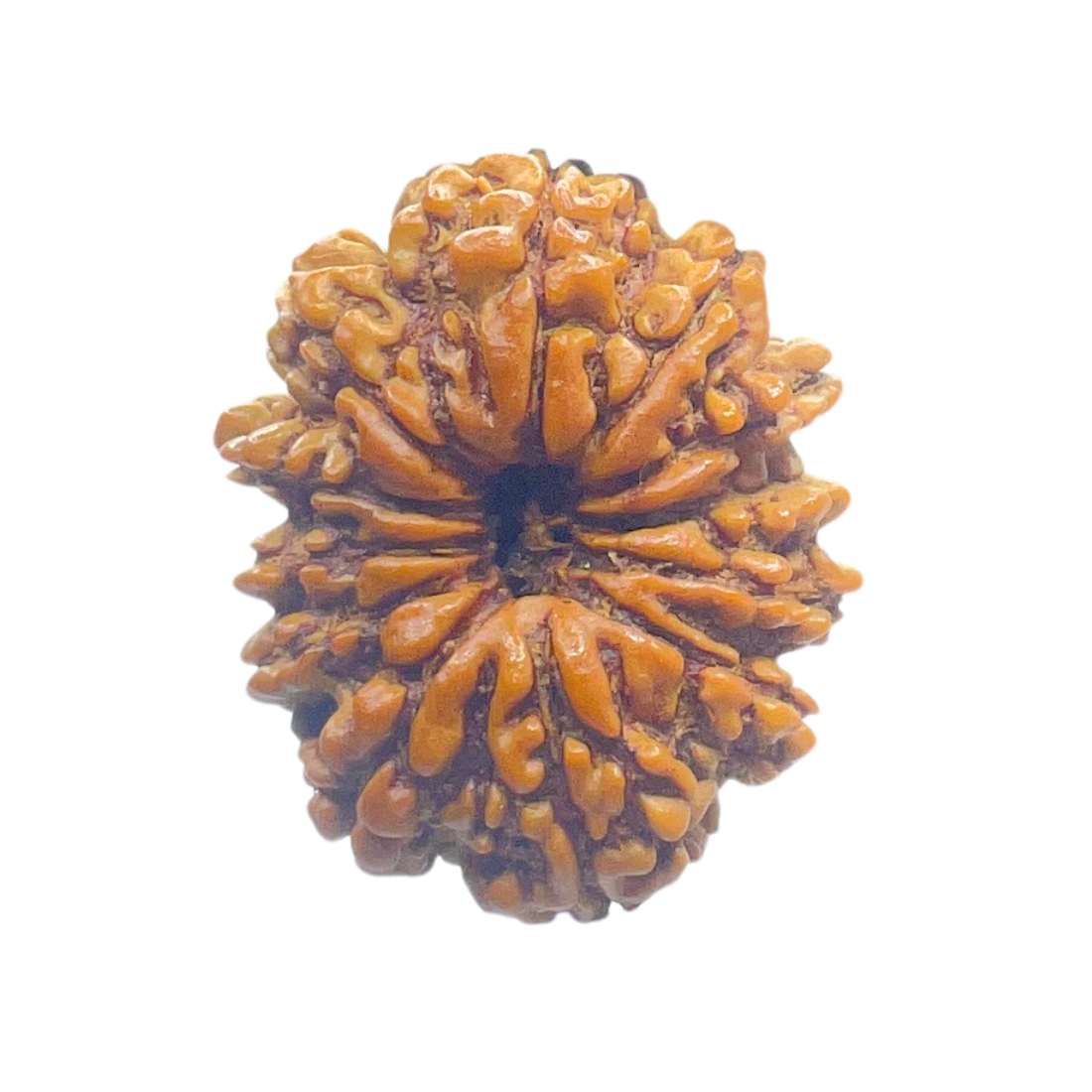 X - Ray Certified 12 Mukhi Rudraksha Nepal ( 28.69 MM )