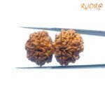 X-ray-Certified-Gaurishankar-Rudraksha-32.53-mm-BP-C.jpg