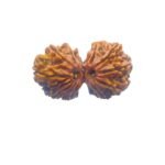 X-ray-Certified-Gaurishankar-Rudraksha-32.53-mm-MP-C.jpg