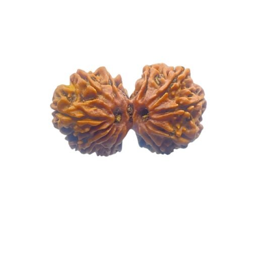 X-Ray-Certified-Gaurishankar-Rudraksha-32.53-Mm-Mp-C.jpg