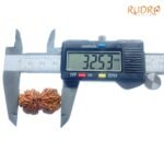 X-Ray-Certified-Gaurishankar-Rudraksha-32.53-Mm-Op-C.jpg