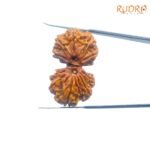 X-Ray-Certified-Gaurishankar-Rudraksha-32.53-Mm-Sp-C.jpg