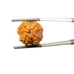 four face rudraksha