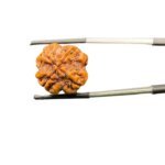 rudraksha four mukhi