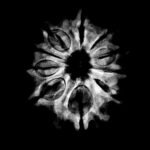 10 Mukhi Nepal Medium Rudraksha ( 25.24 Mm ) 9 10-Mukhi-Nepal-Medium-Rudraksha-25.24-Mm-.Jpg