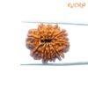10 Mukhi Nepal Medium Rudraksha ( 25.24 Mm ) 12 10-Mukhi-Nepal-Medium-Rudraksha-25.24-Mm-Bp-C.jpg