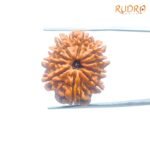 10 Mukhi Nepal Medium Rudraksha ( 25.24 Mm ) 7 10-Mukhi-Nepal-Medium-Rudraksha-25.24-Mm-Fp-C.jpg