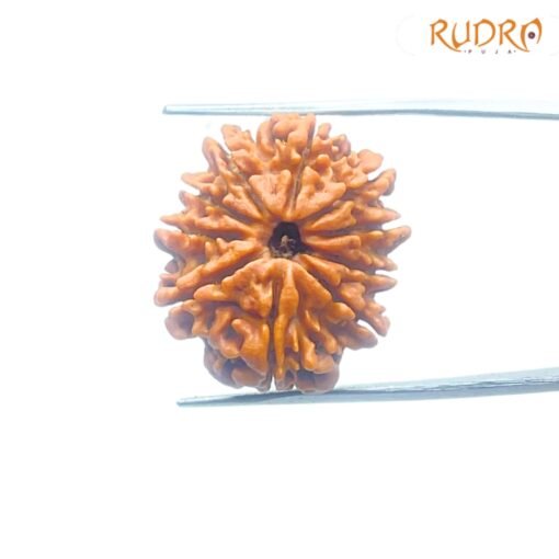 10-Mukhi-Nepal-Medium-Rudraksha-25.24-MM-FP-C.jpg