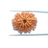 10 Mukhi Nepal Medium Rudraksha ( 25.24 Mm ) 29 10-Mukhi-Nepal-Medium-Rudraksha-25.24-Mm-Mp-C.jpg
