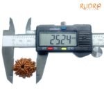 10 Mukhi Nepal Medium Rudraksha ( 25.24 Mm ) 8 10-Mukhi-Nepal-Medium-Rudraksha-25.24-Mm-Op-C.jpg