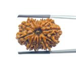 13-Face-Nepal-Rudraksha 27.26 MM
