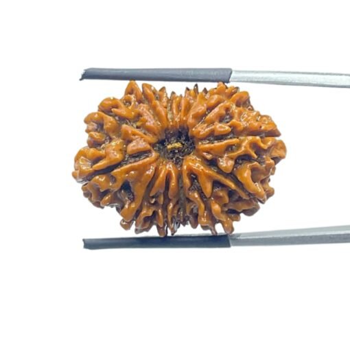 13-Face-Nepal-Rudraksha 27.26 Mm