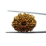 13 Face Nepal Rudraksha - ( 28.28 MM )
