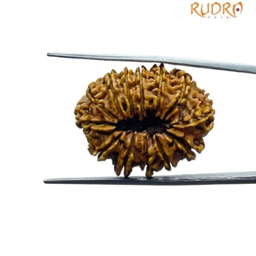 13 Face Nepal Rudraksha - ( 28.28 MM )