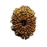 13 Face Nepal Rudraksha - ( 28.28 Mm )